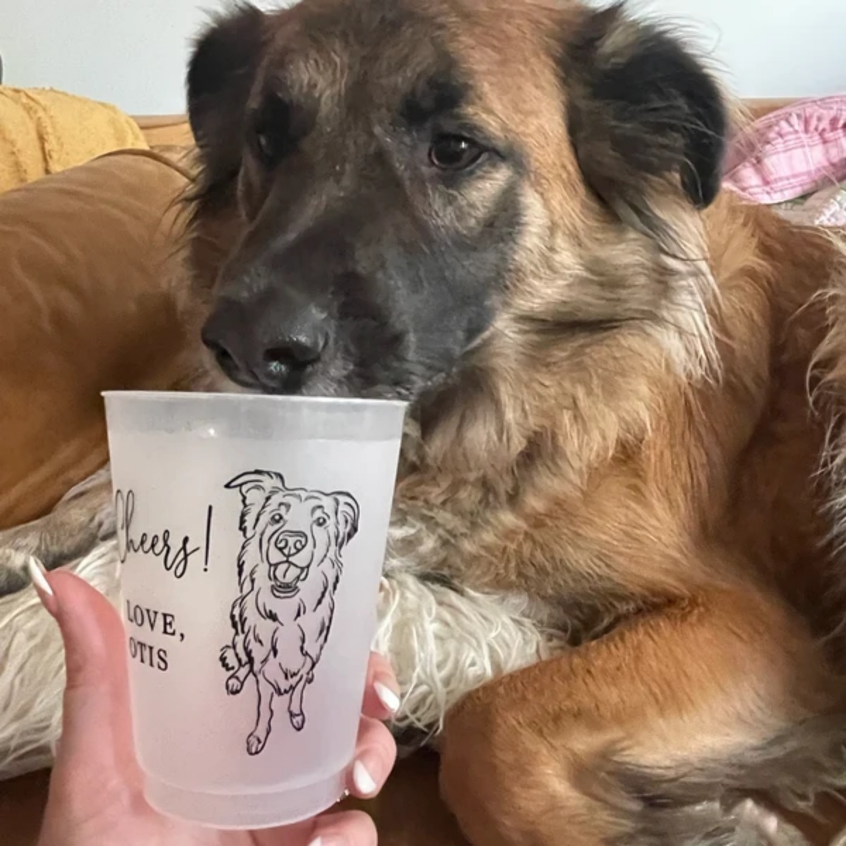 10/50 أكواب بلاستيكية مخصصة لح - مراجعة Plastic Cup 50Pcs وسعره